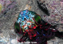 Mantis Shrimp Shot at the Phi Phi Islands Camera Model Se... by Daniel Sasse 
